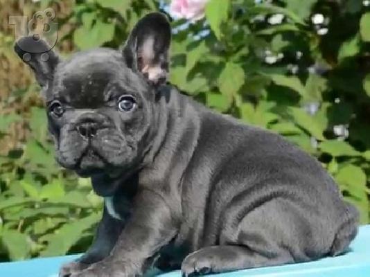 PoulaTo: French bulldog BLUE αρσενικό 6 μηνών